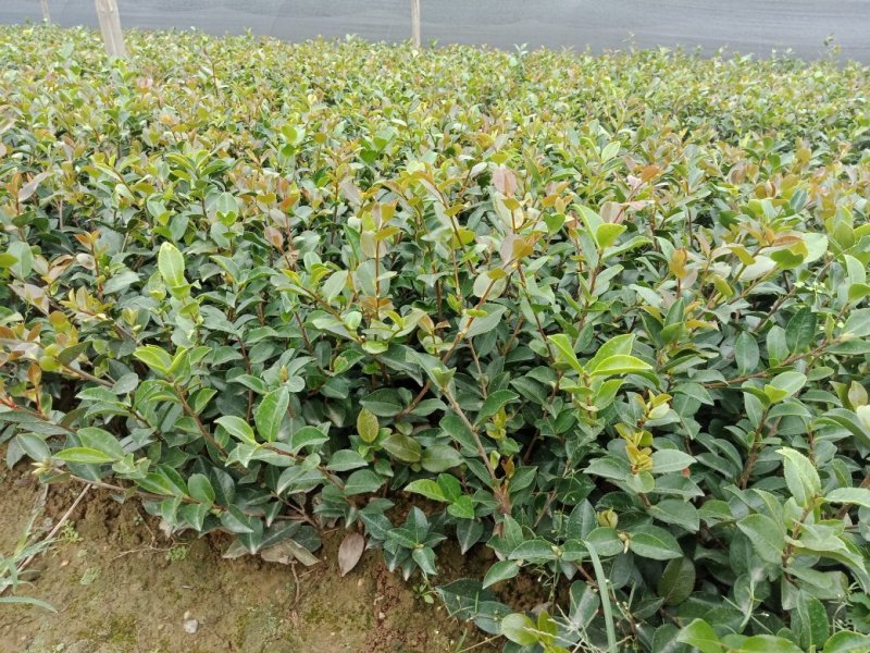 大量供应茶梅小苗，茶梅色块苗
