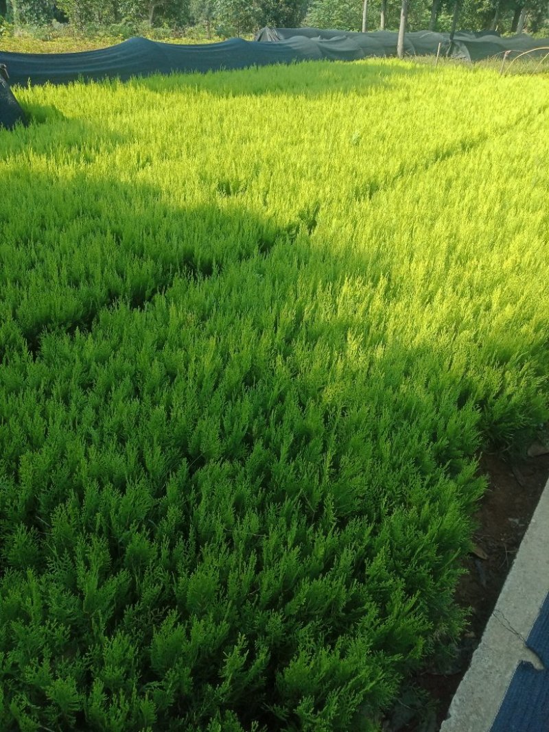 大量供应洒金柏小苗，洒金柏色块苗