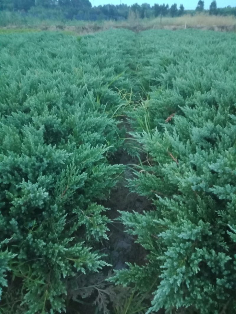 大量供应铺地柏，铺地龙小苗，铺地柏色块苗
