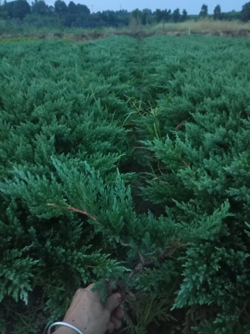 大量供应铺地柏，铺地龙小苗，铺地柏色块苗