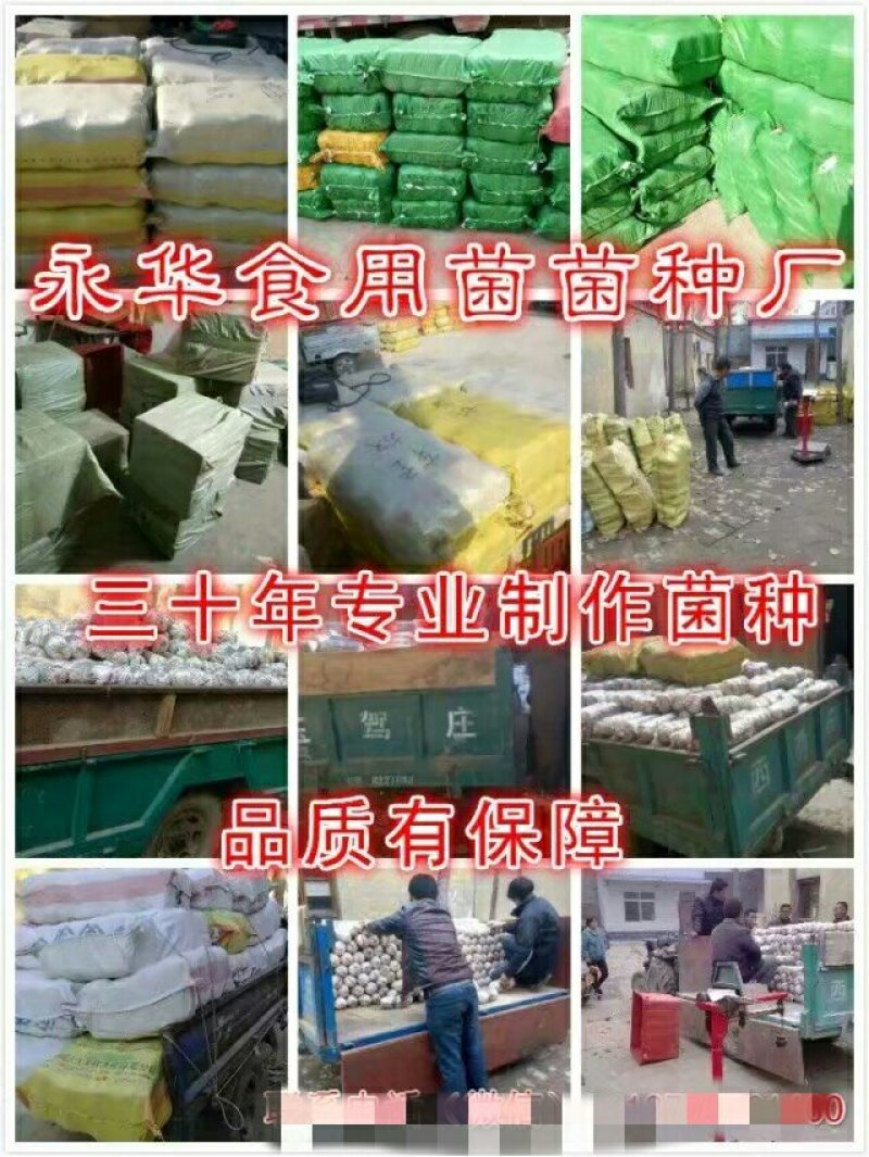 平菇菌种麦粒原种、棉籽壳栽培种。买菌种认准永华菌种厂