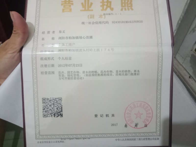 大量供应红桎木小苗红花檵木色块苗