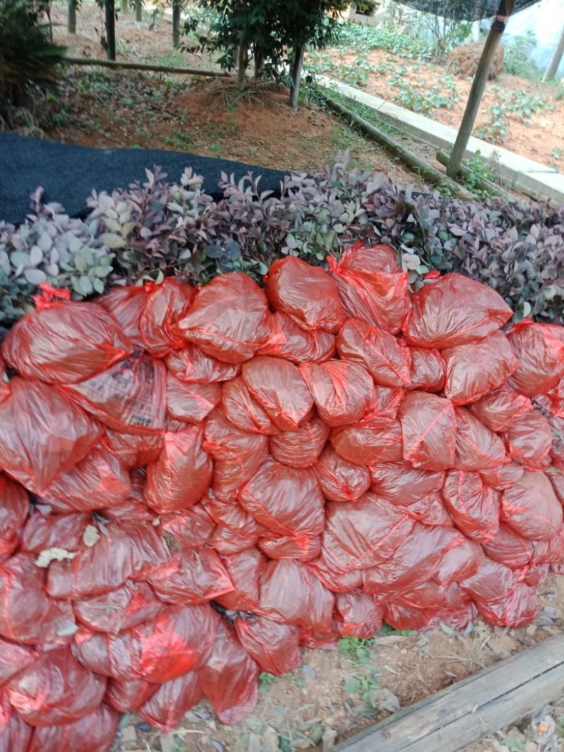 大量供应红桎木小苗红花檵木色块苗