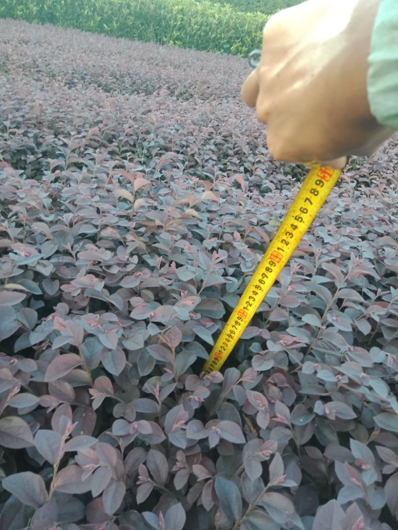 大量供应红桎木小苗红花檵木色块苗