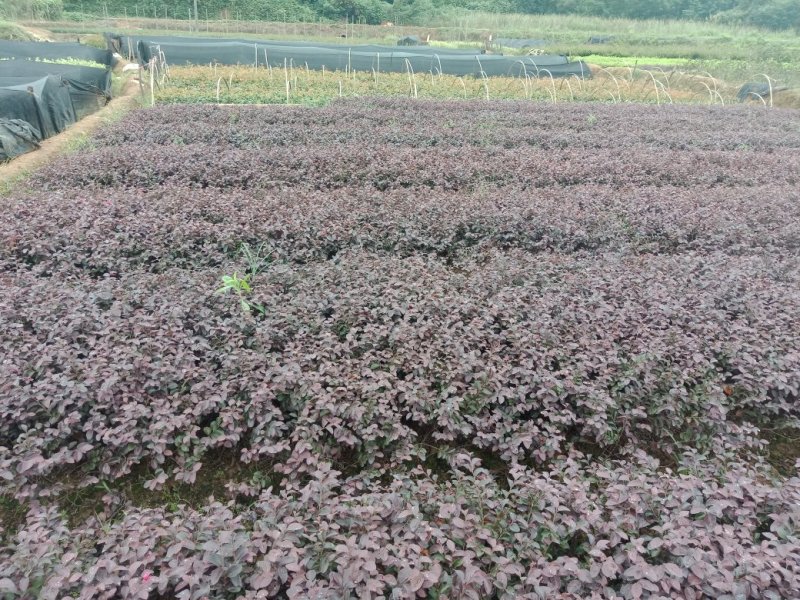 大量供应红桎木小苗红花檵木色块苗