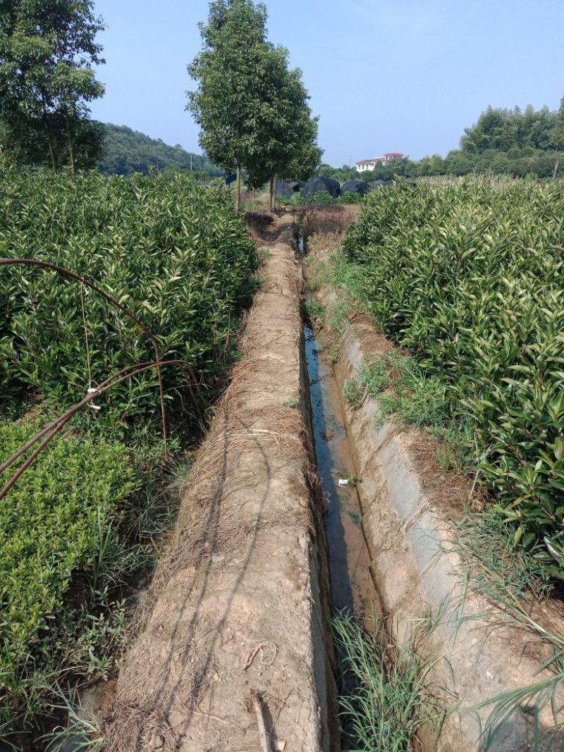 大量供应1米的法国冬青