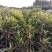 大量供应1.2米的法国冬青
