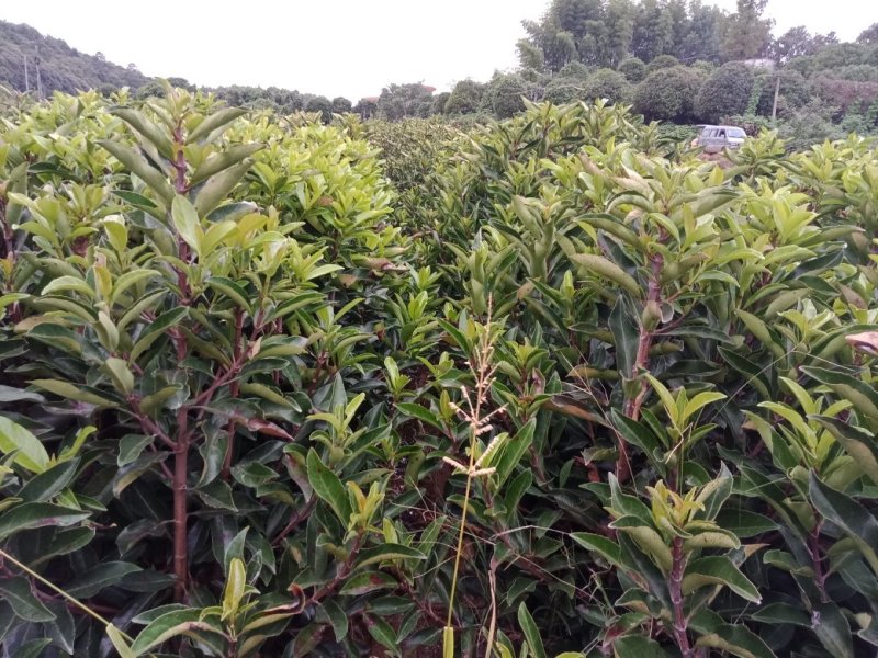 大量供应1.2米的法国冬青