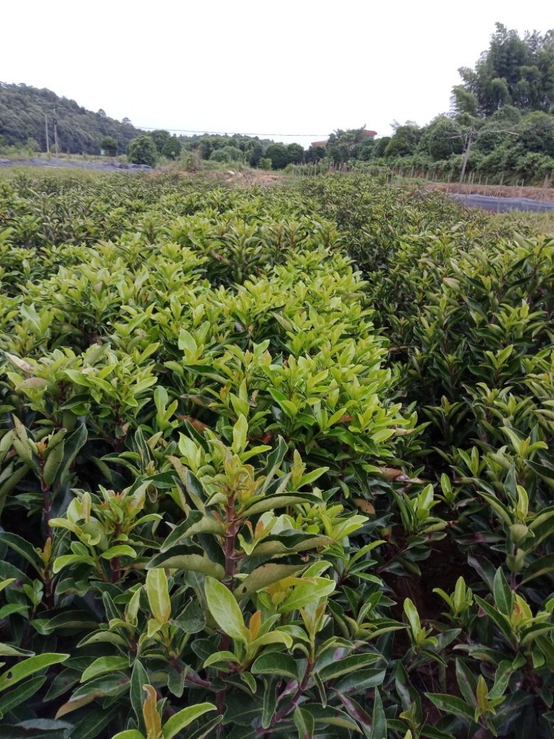 大量供应1.2米的法国冬青