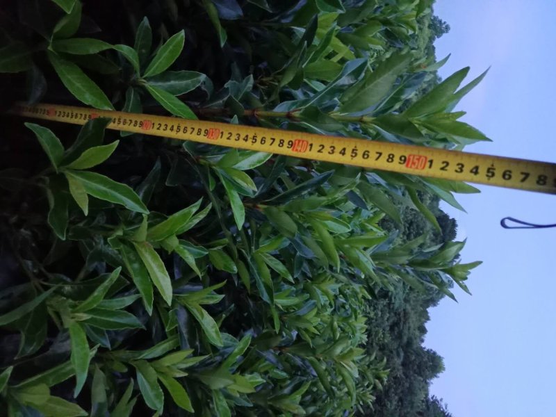 大量供应1.5米的法国冬青