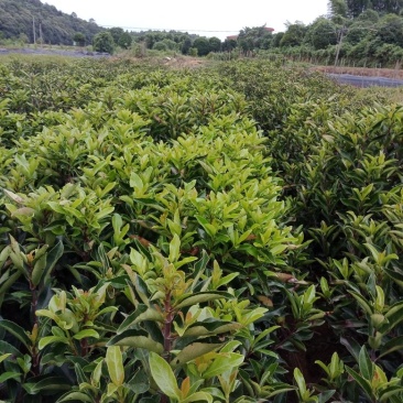 大量供应1.5米的法国冬青