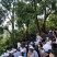 四川凉山乌洋芋七采土豆紫色小土豆马铃薯