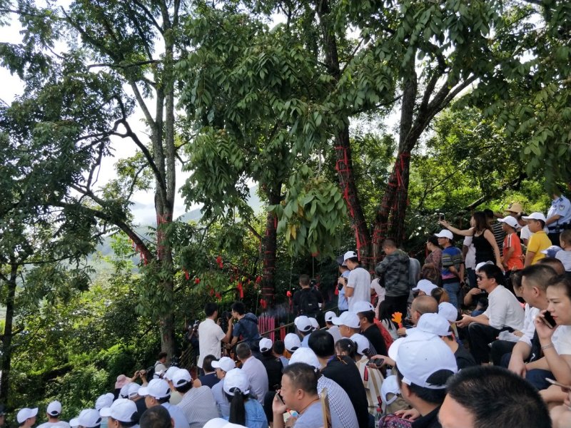 四川凉山乌洋芋七采土豆紫色小土豆马铃薯