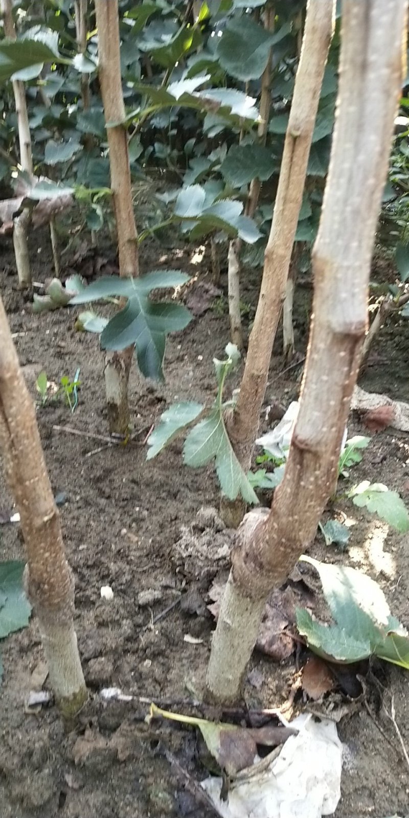 大果山楂苗，大金星山楂苗，甜红籽山楂苗产地直销现挖现发货