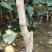 大果山楂苗，大金星山楂苗，甜红籽山楂苗产地直销现挖现发货