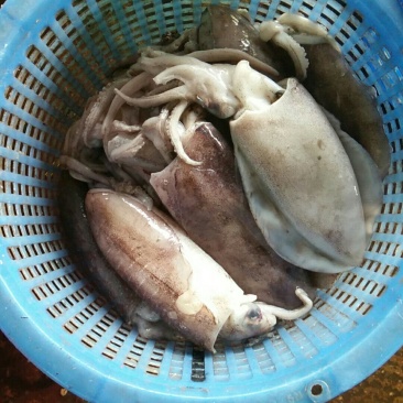 大墨鱼
