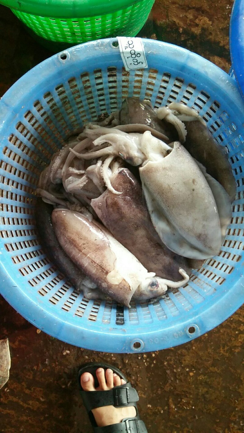 大墨鱼