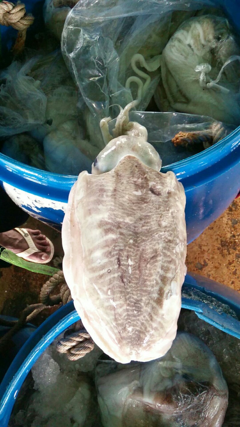 大墨鱼