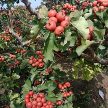 大金星山楂