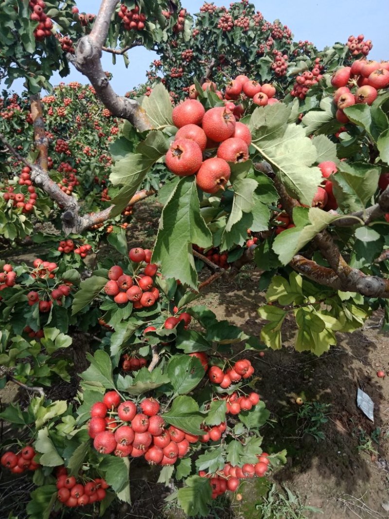 大金星山楂