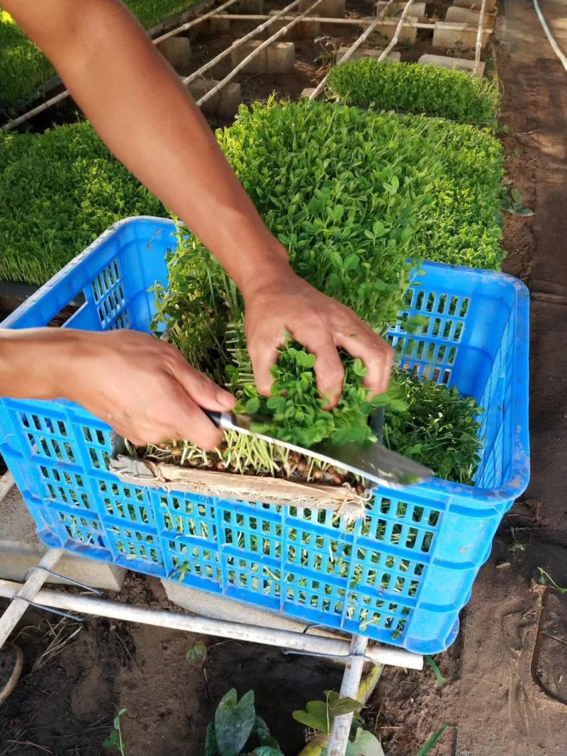 常年供应高档豆苗菜，皇帝菜等