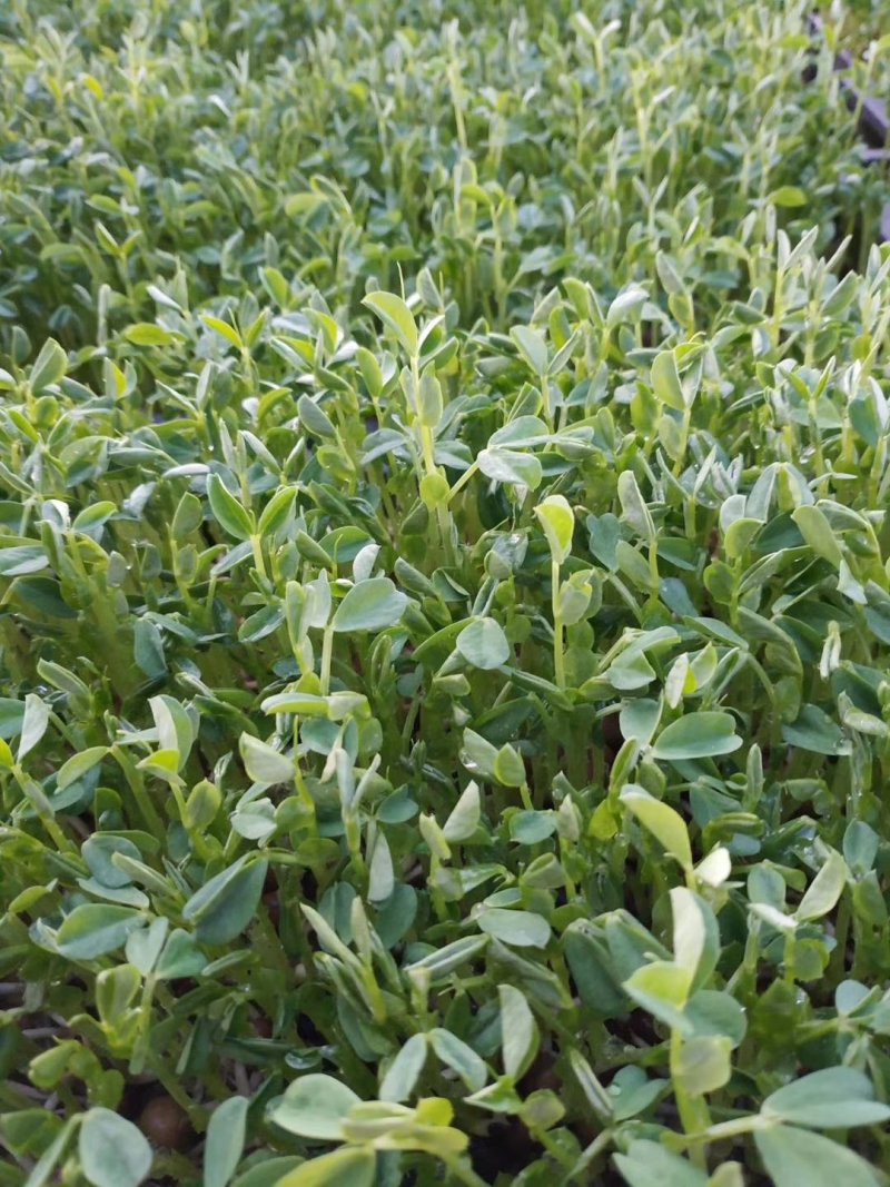 常年供应高档豆苗菜，皇帝菜等