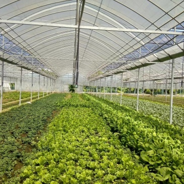 常年供应高档豆苗菜，皇帝菜等