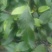 小叶石苇
