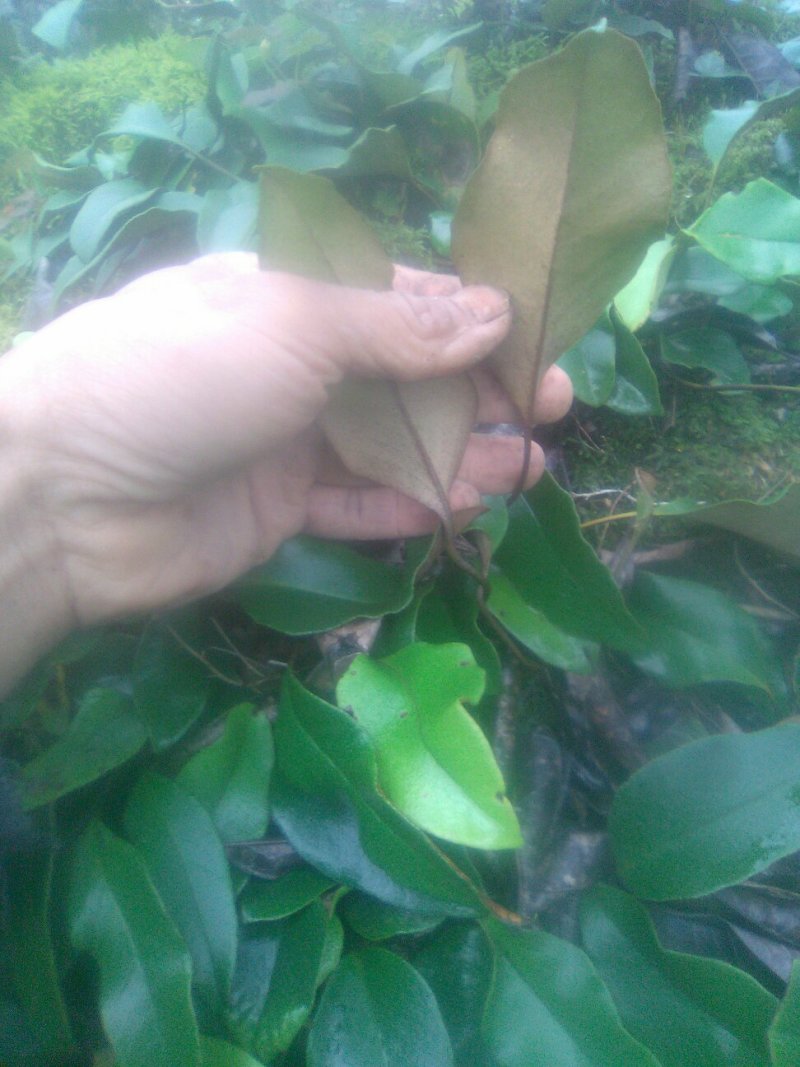 小叶石苇