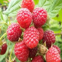 树莓果，树莓鲜果，红树莓冻果