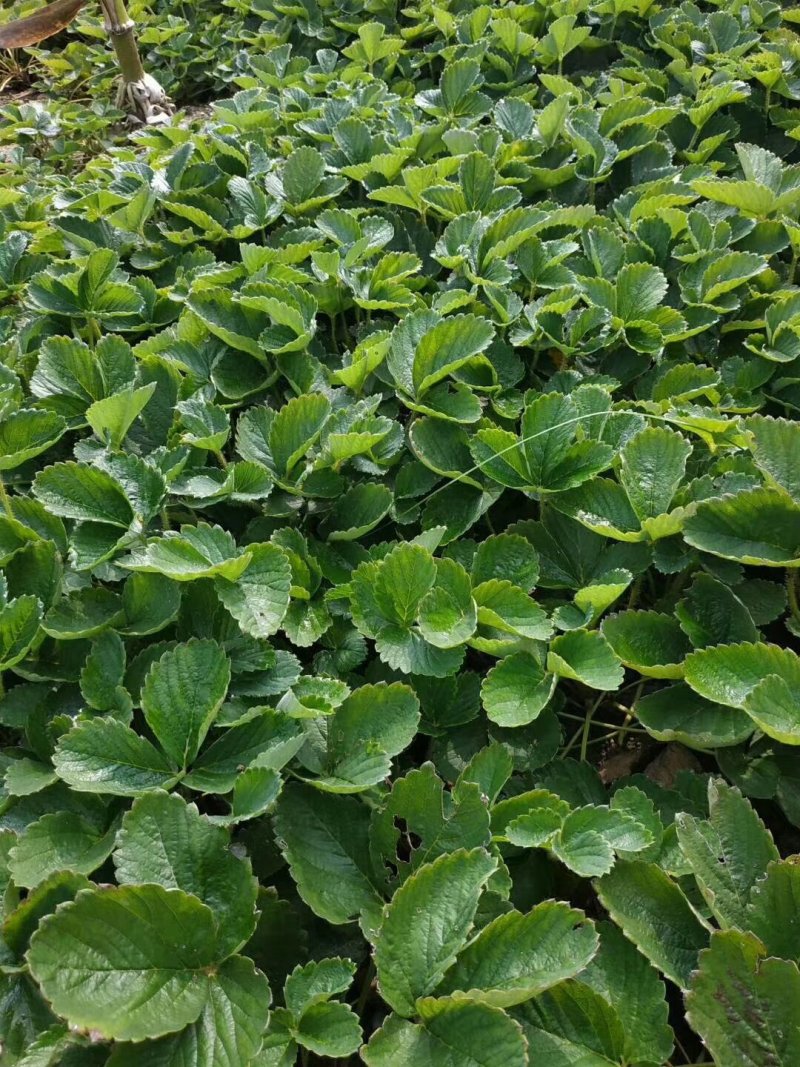 草莓苗，四季草莓苗，红颜草莓苗