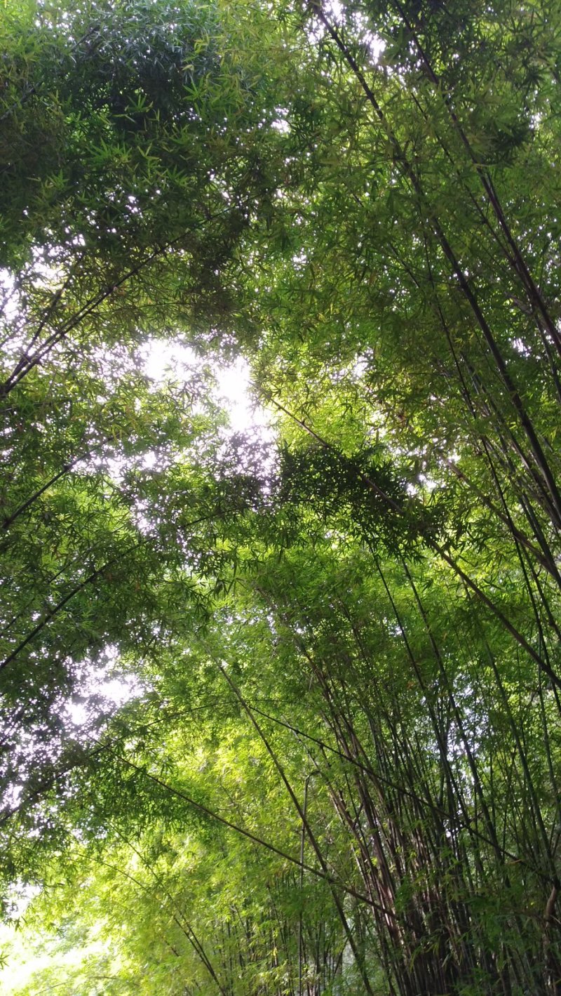 竹子