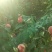 金秋红蜜，70#