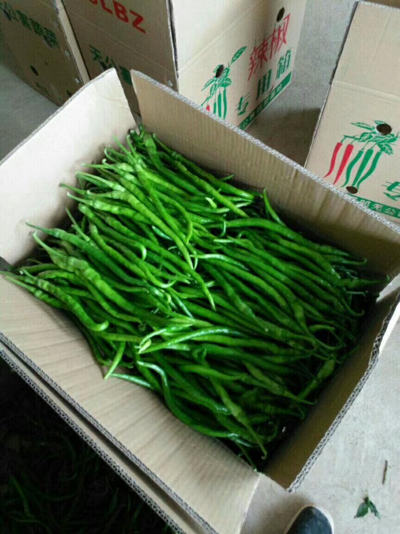 陕西辣椒大量供应中、产地直供，一手货源，质量保证