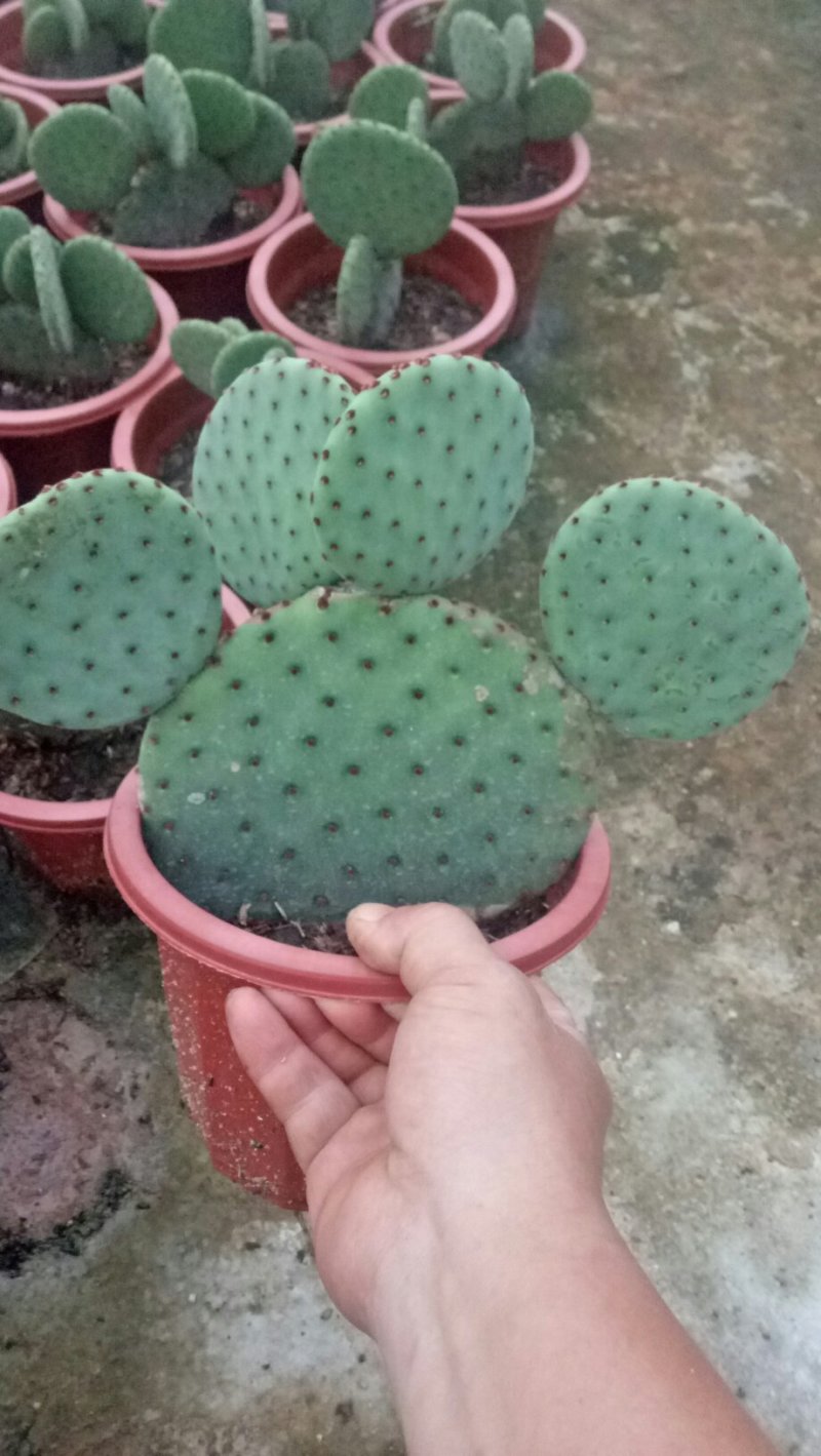 有您喜欢的吗？