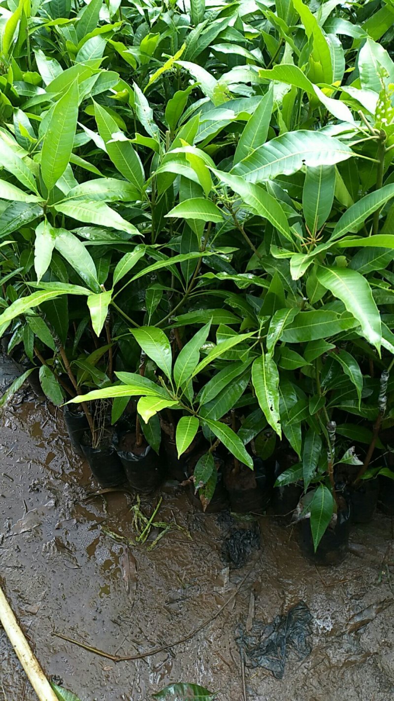 芒果苗