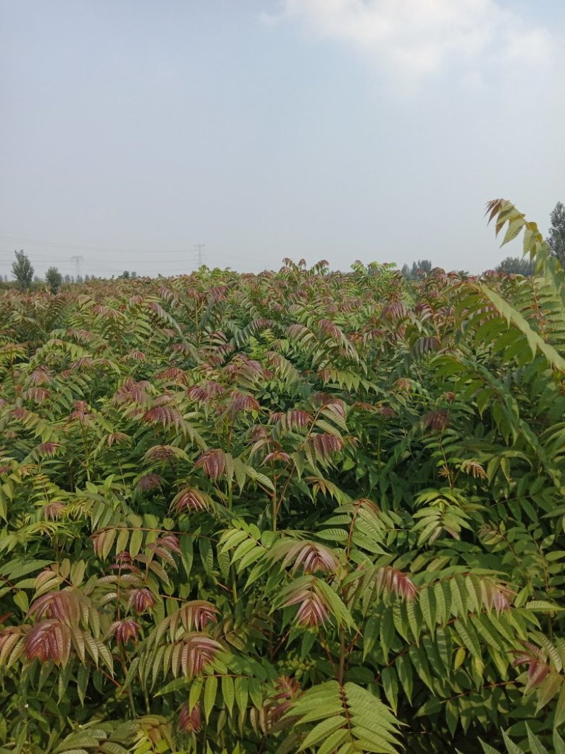 香椿苗红油香椿大香椿树