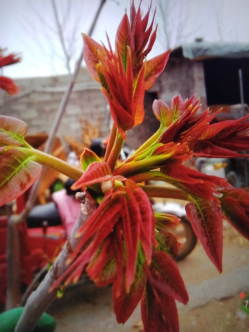 香椿苗红油香椿大香椿树