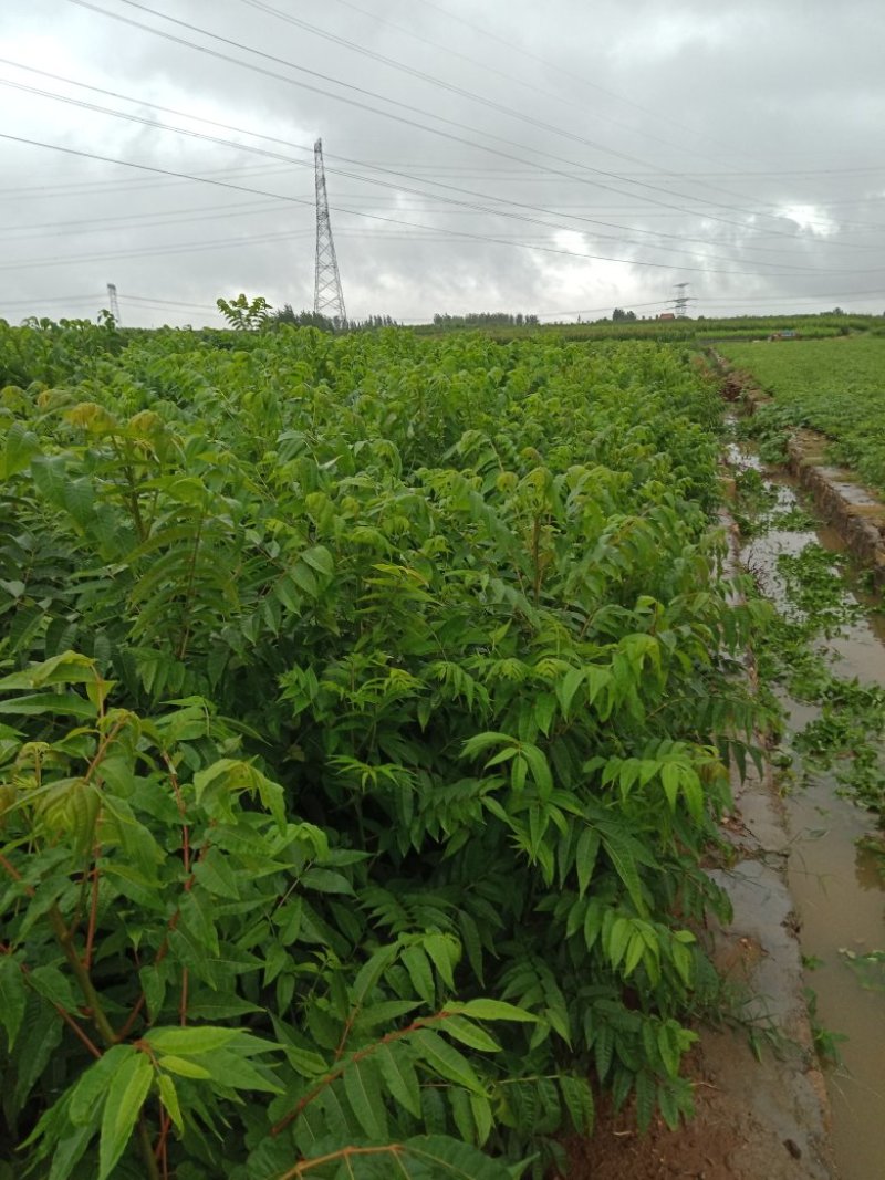 香椿苗红油香椿大香椿树