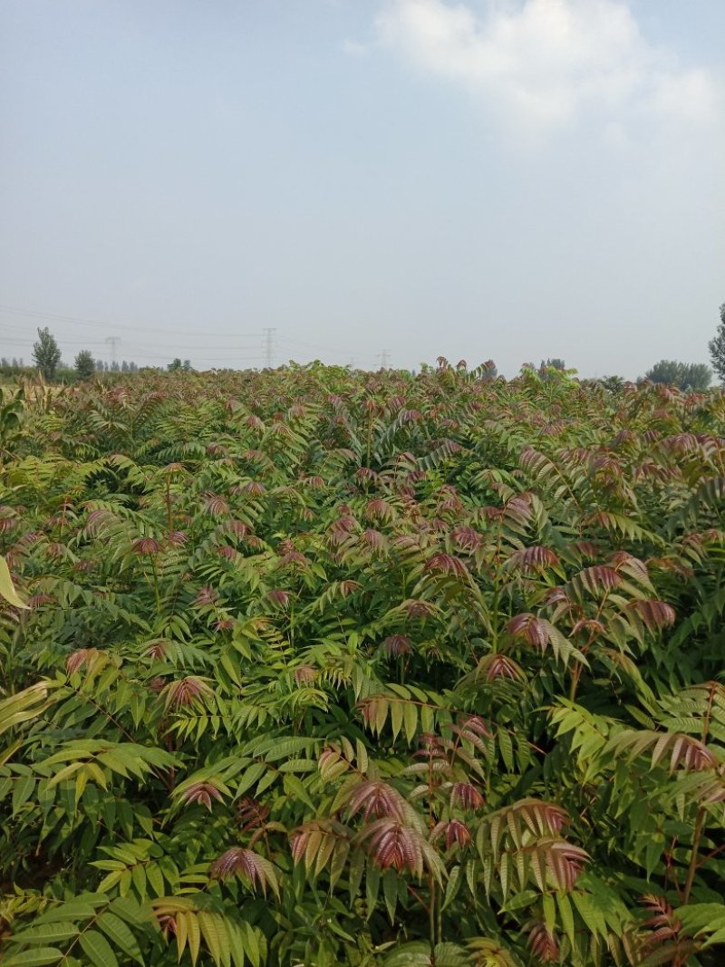 香椿苗红油香椿大香椿树