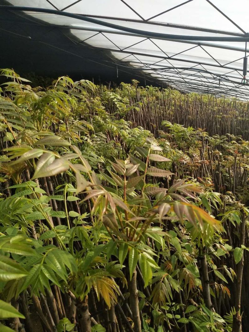 香椿苗红油香椿大香椿树
