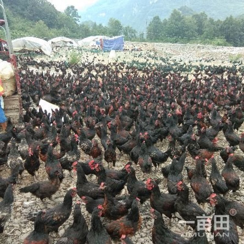 一品香生态土鸡