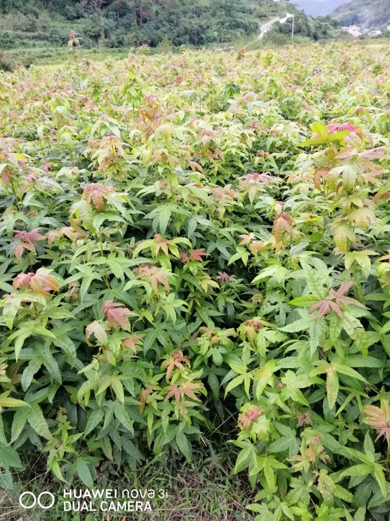 青枫小苗，绿化苗甫倍育，嫁接羽毛枫，红枫等