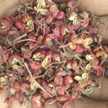 朋辉家花椒