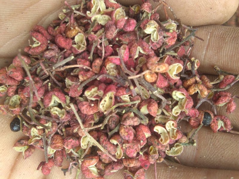 朋辉家花椒