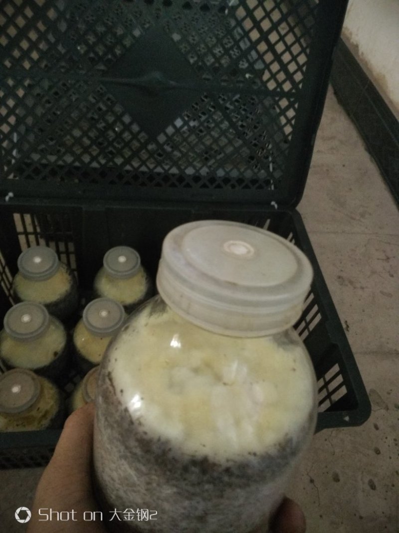 金耳，桑黄