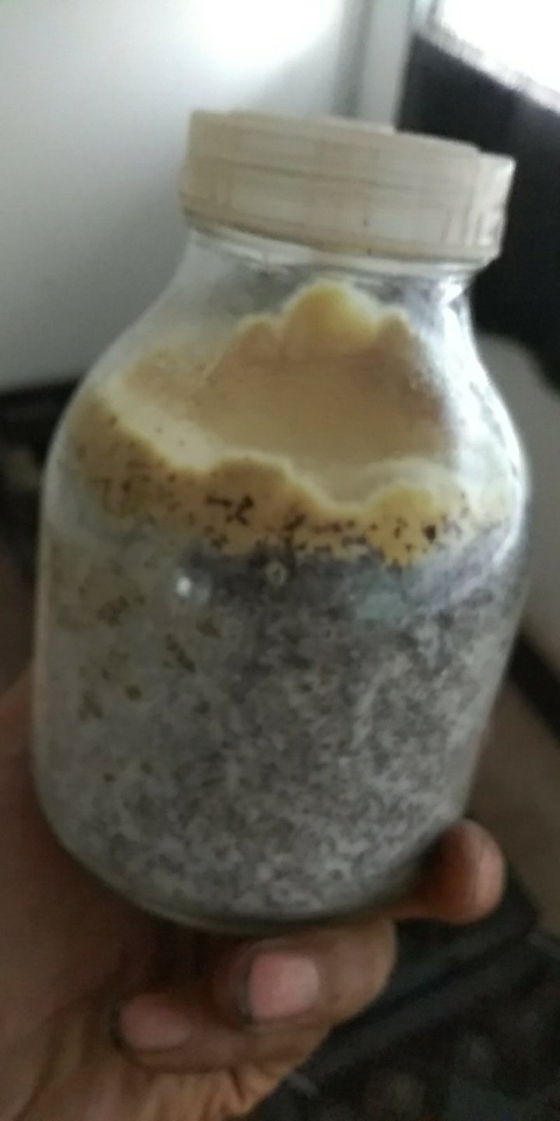 金耳，桑黄