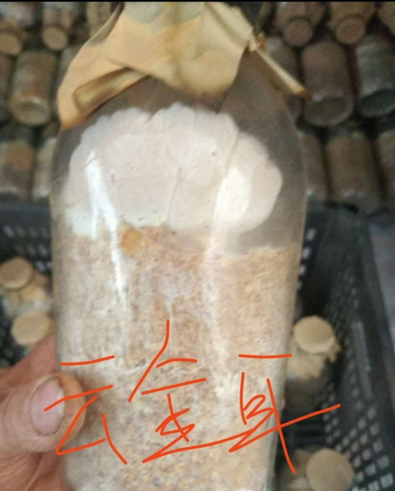 金耳，桑黄