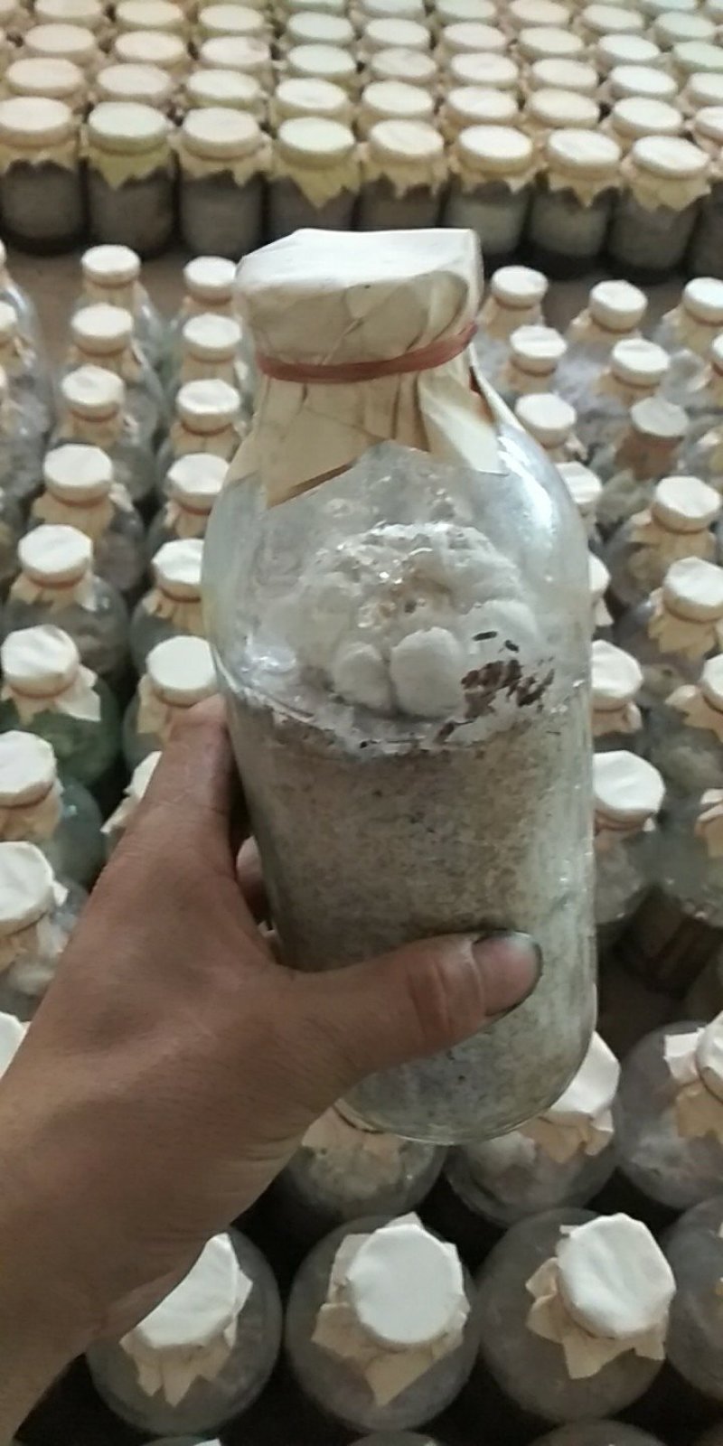金耳，桑黄