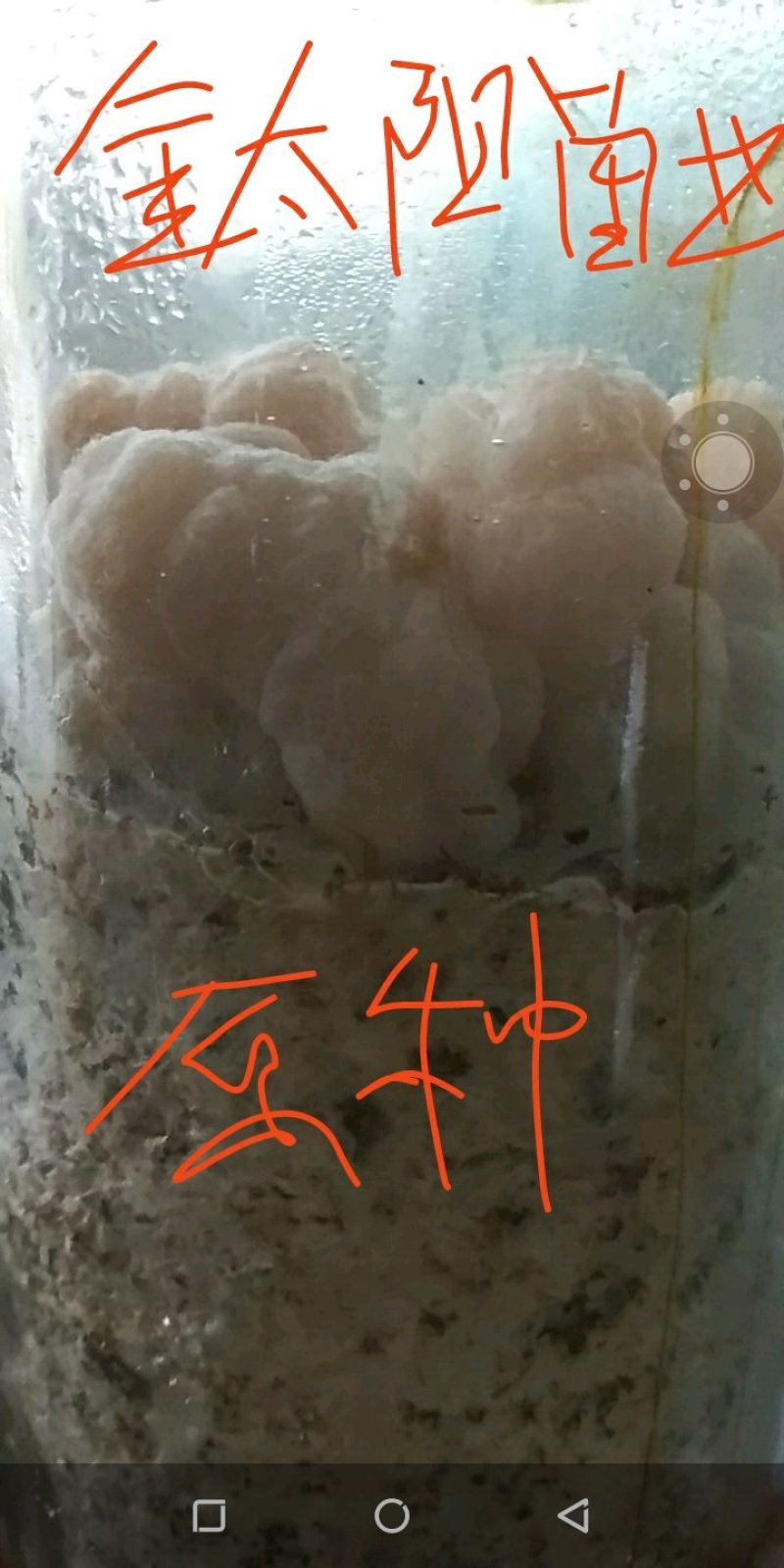 金耳，桑黄